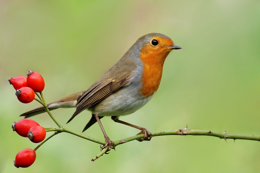 Robin Perched on Branch with Red Berries