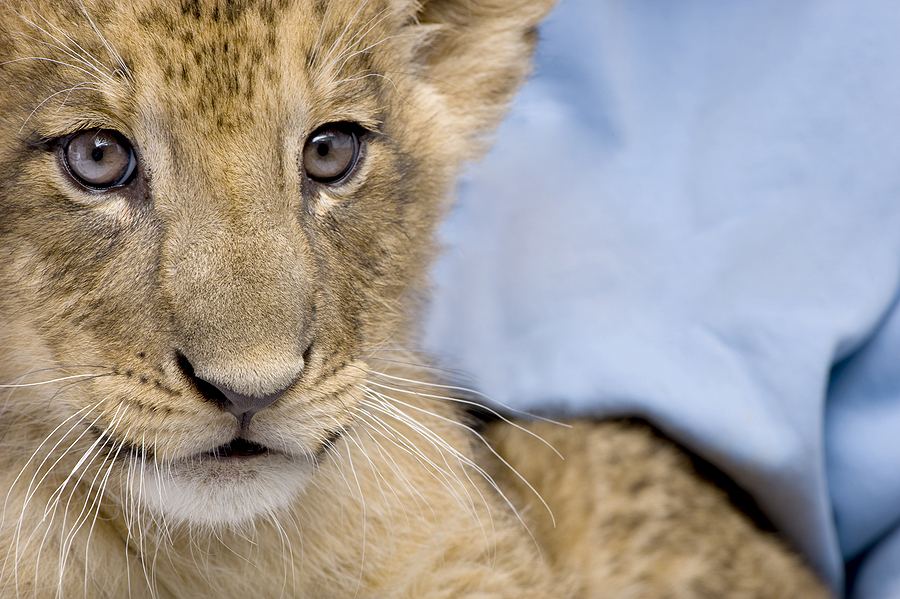 Lion Cub with Blue Blanket